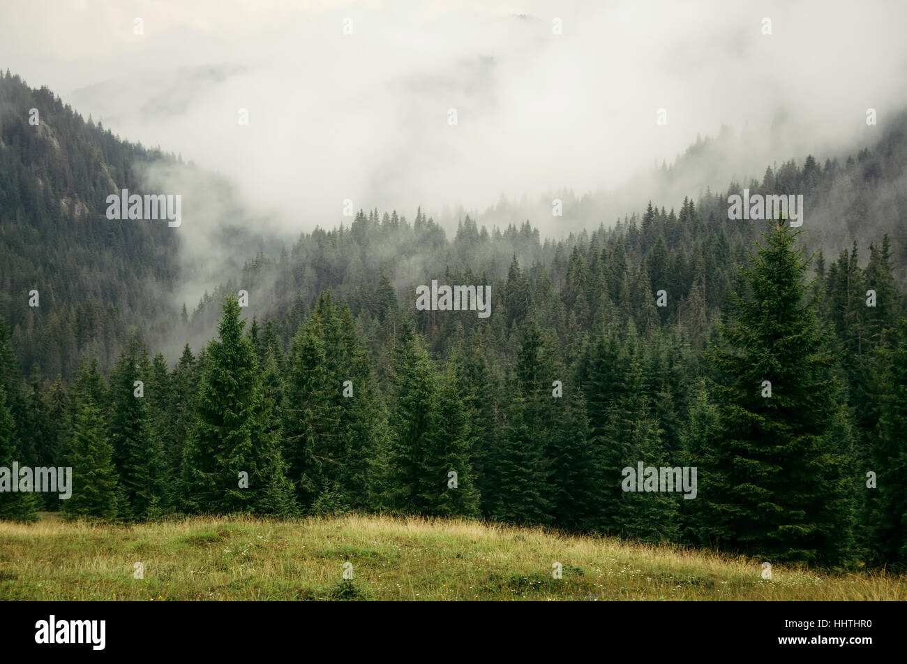 Brume sur pinède dans paysage de montagne naturel sur un temps pluvieux Banque D'Images