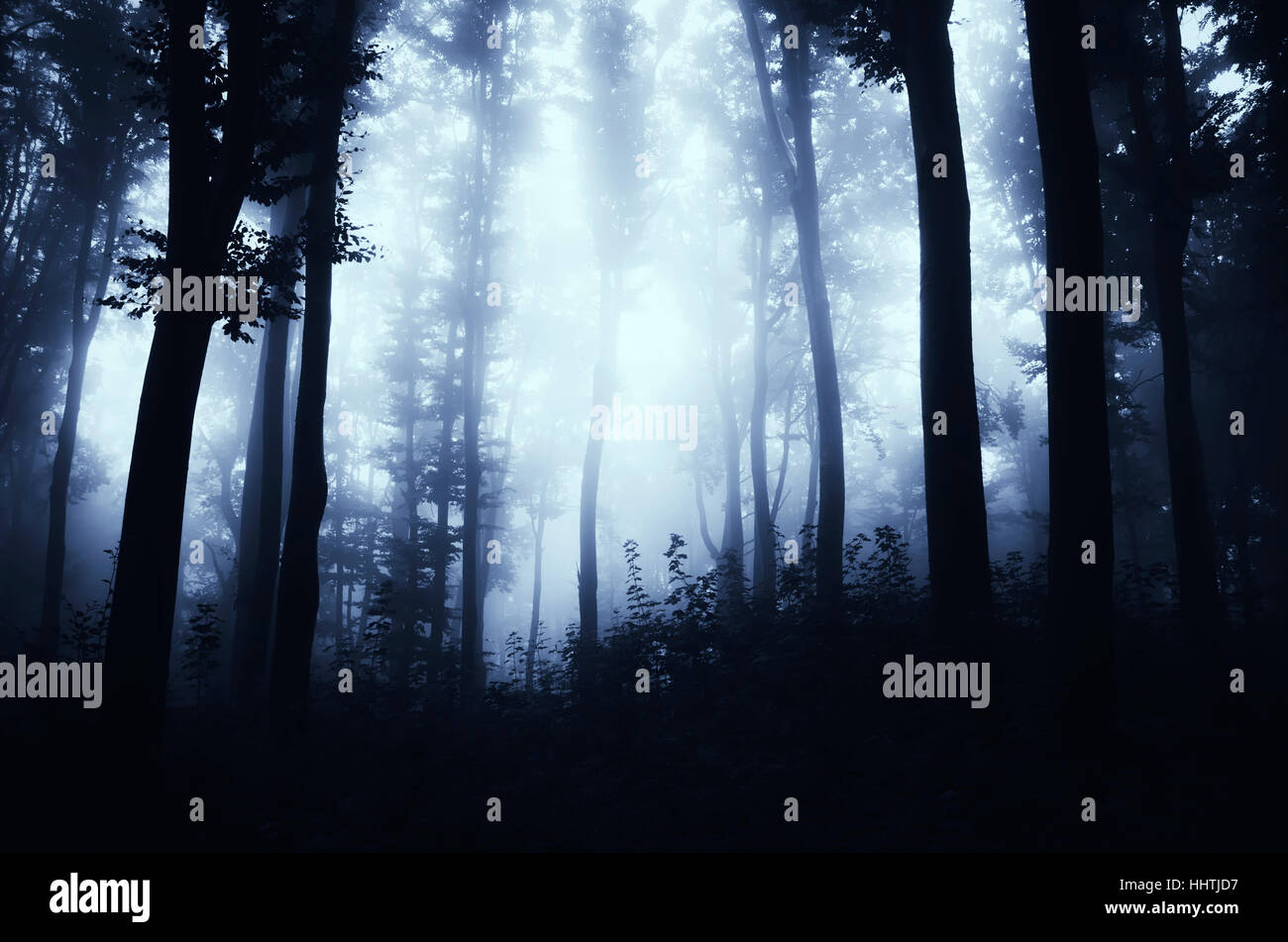 Bois sombres dans le brouillard. Crépuscule paysage avec des arbres par temps de pluie Banque D'Images