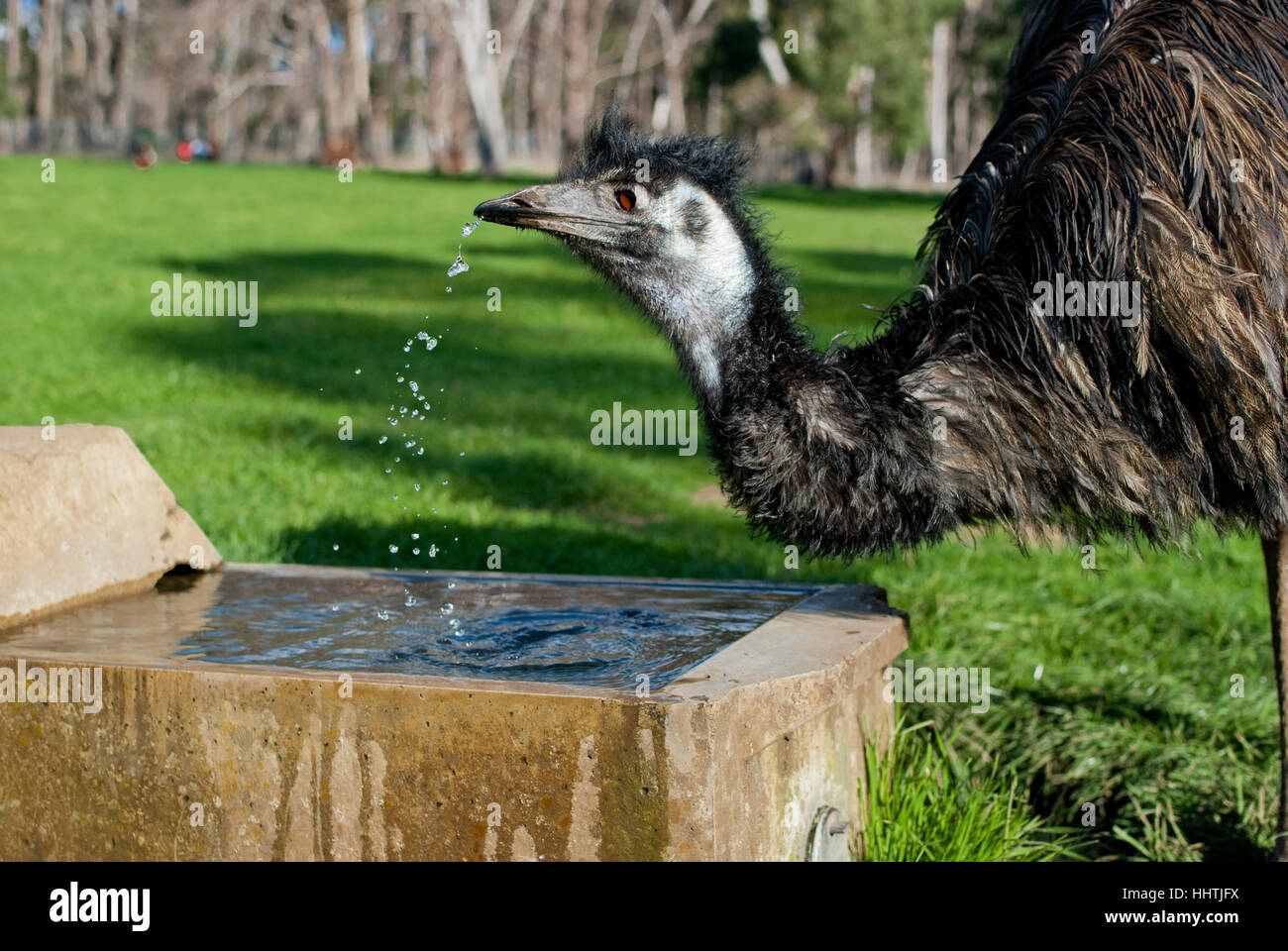 Emu sauvages de l'eau potable, l'Australie Banque D'Images