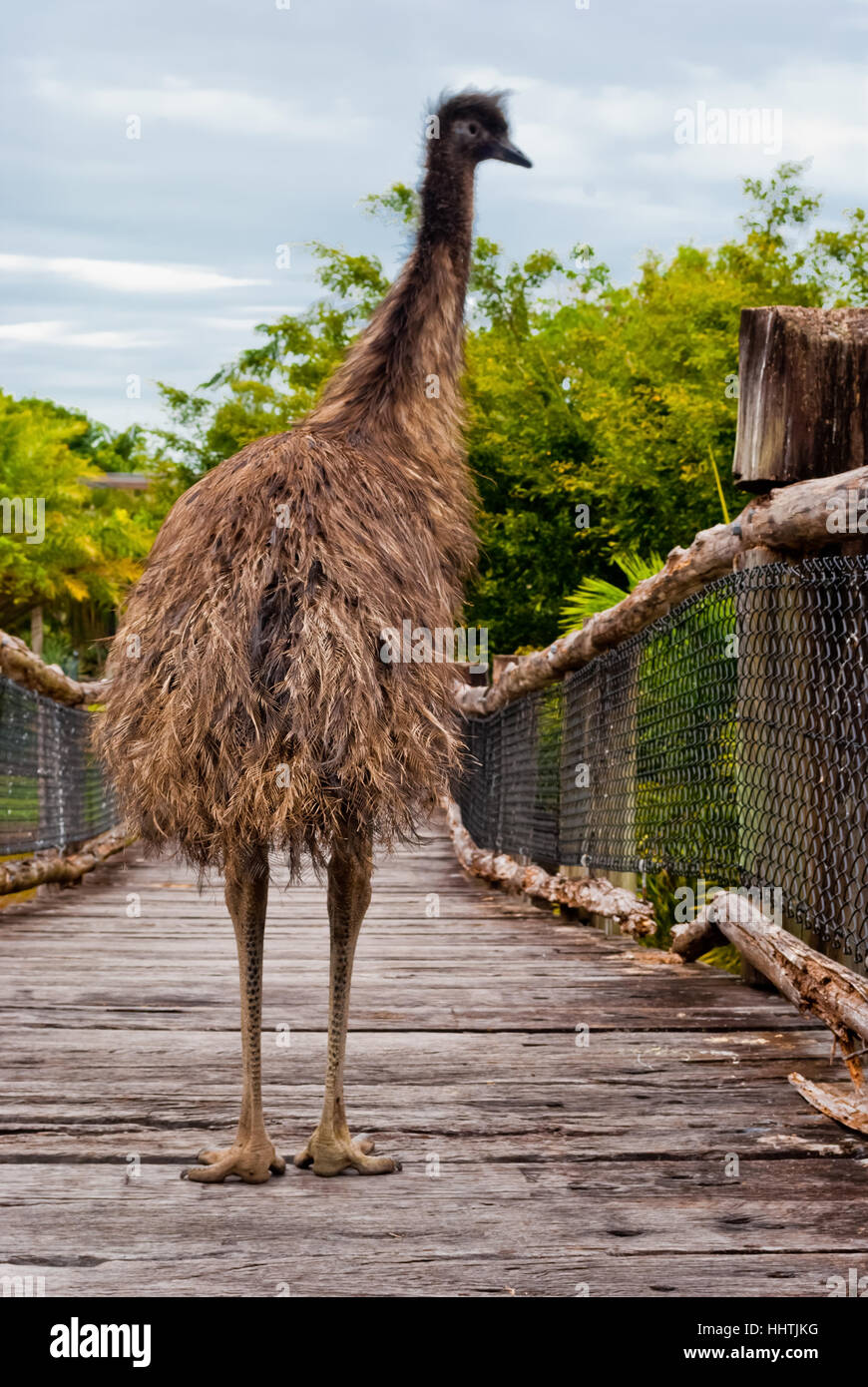 Emu sauvages, de l'Australie Banque D'Images