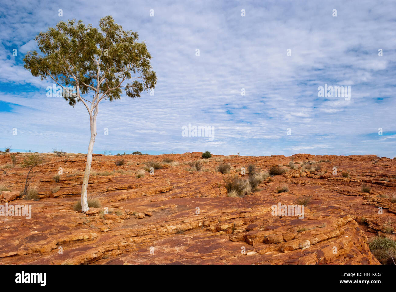 Arbre sauvage dans l'Australian Outback rouge Banque D'Images