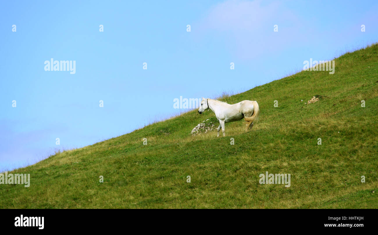 Horse, vierge, européen, de race blanche, à flanc de montagne, prairie, pré, moule, Banque D'Images