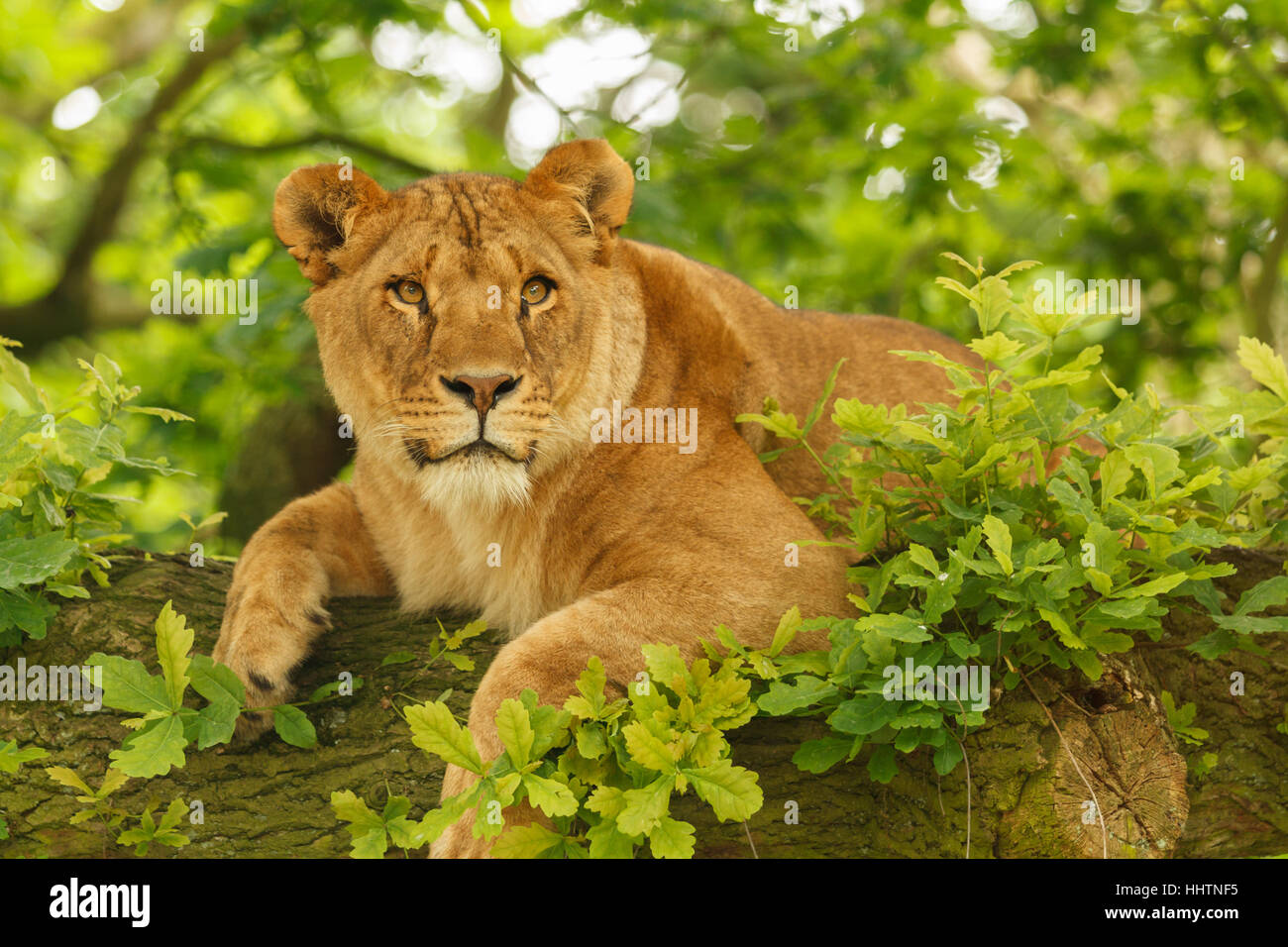 Femme lionne profil shot avant de vous détendre dans les branches d'un arbre entouré de feuillage vert Banque D'Images