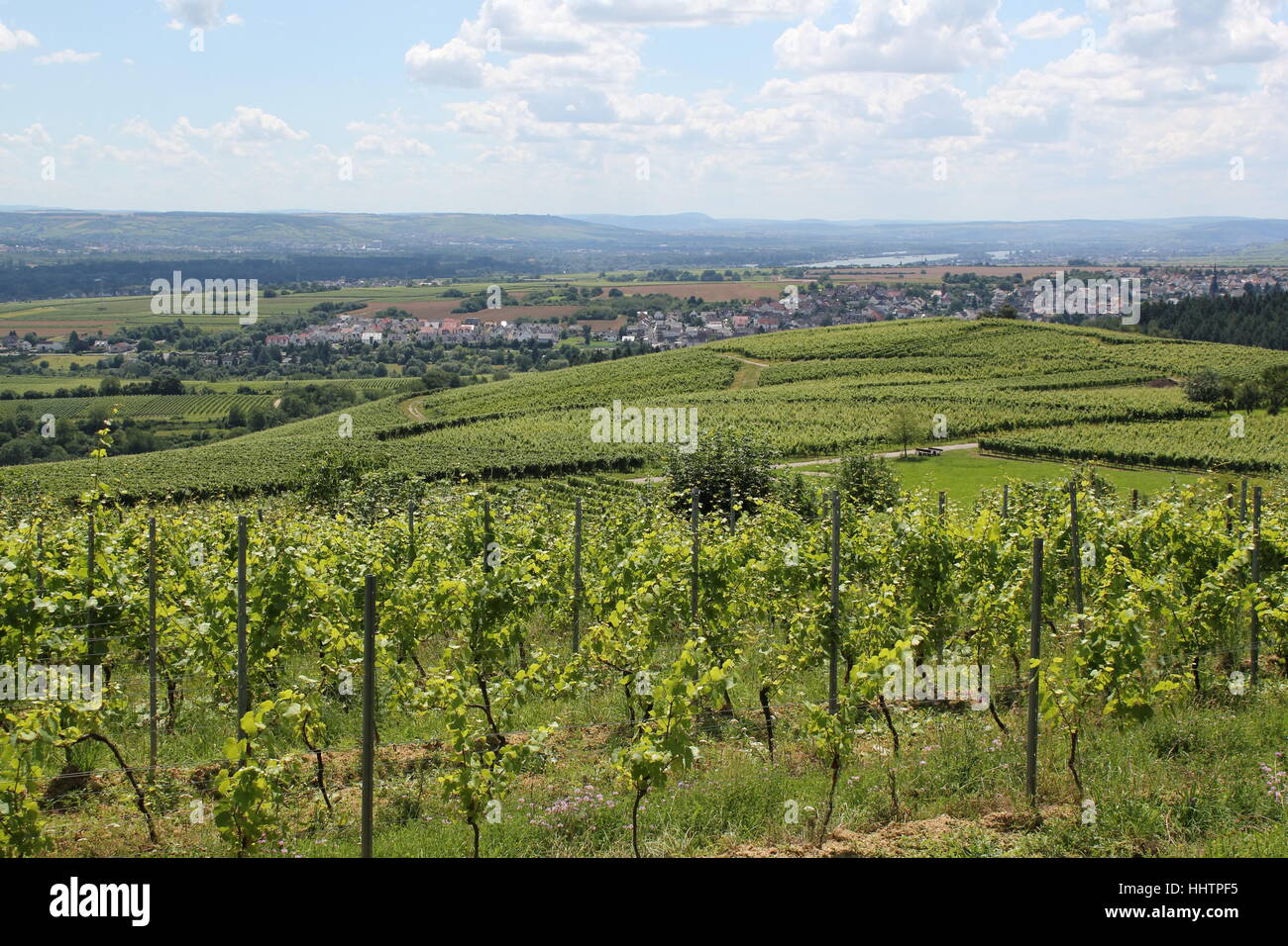 Vignes, blanc, européen, du Caucase, de l'Europe, la culture du vin, de l'emplacement Banque D'Images