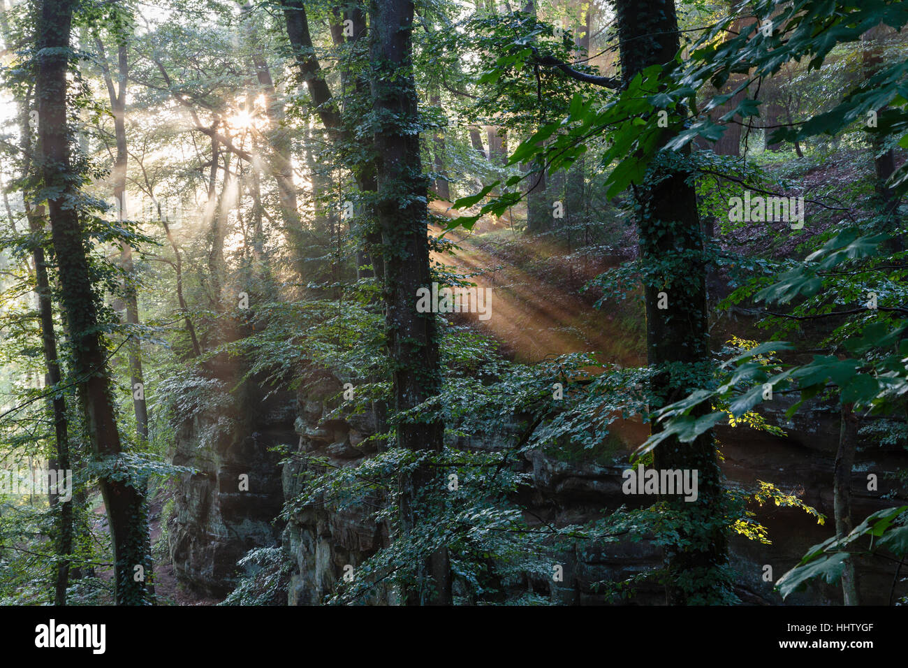Lumière du soir dans les bois à Consdorf, Mullerthal Trail, Luxembourg Banque D'Images
