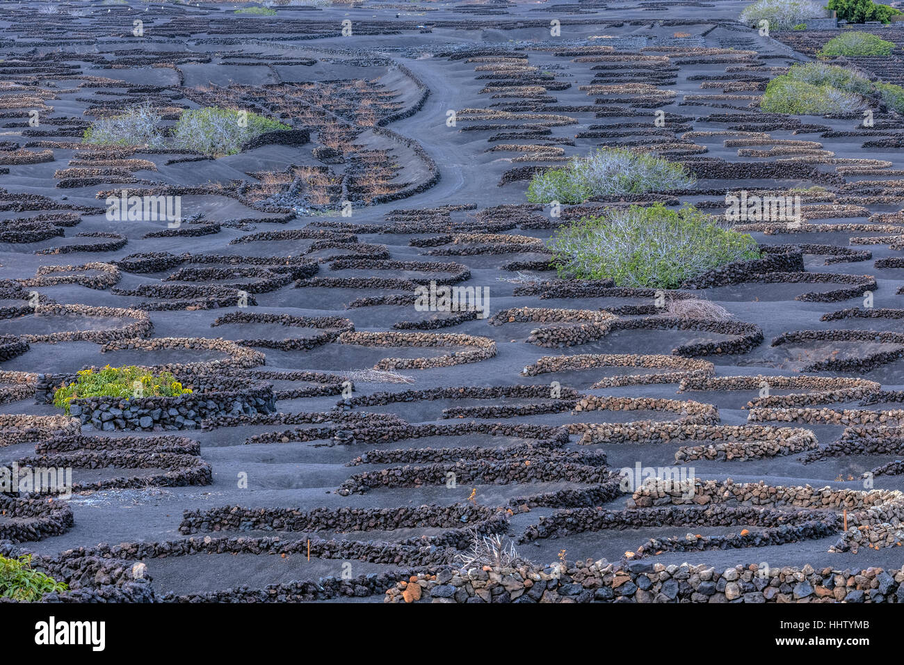 Domaine viticole, La Geria, Lanzarote, îles Canaries, Espagne Banque D'Images