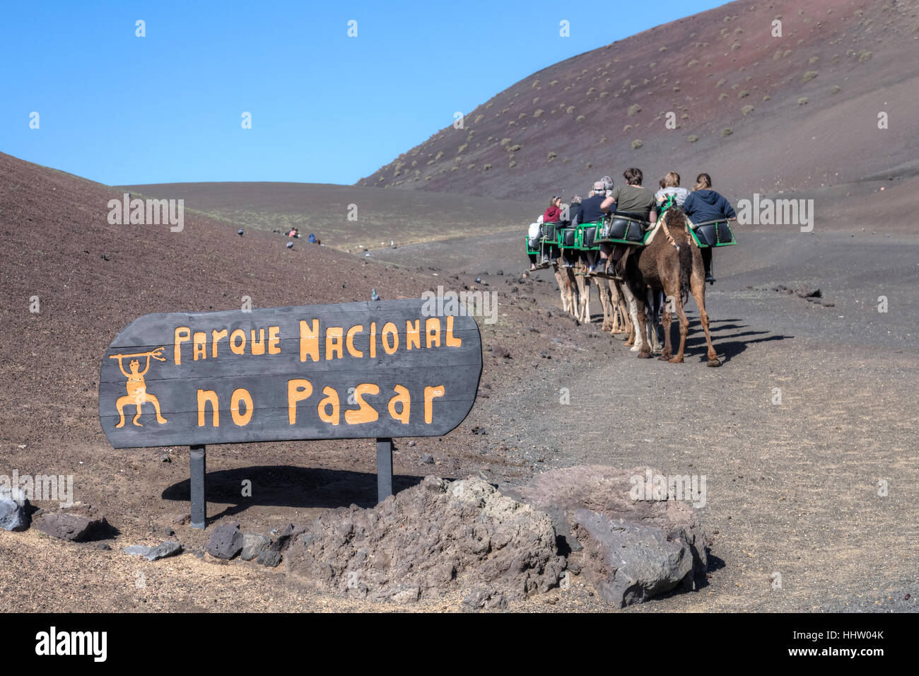 En chameau dans le Parc National de Timanfaya, Montanas del Fuego, Yaiza, Lanzarote, îles Canaries, Espagne Banque D'Images
