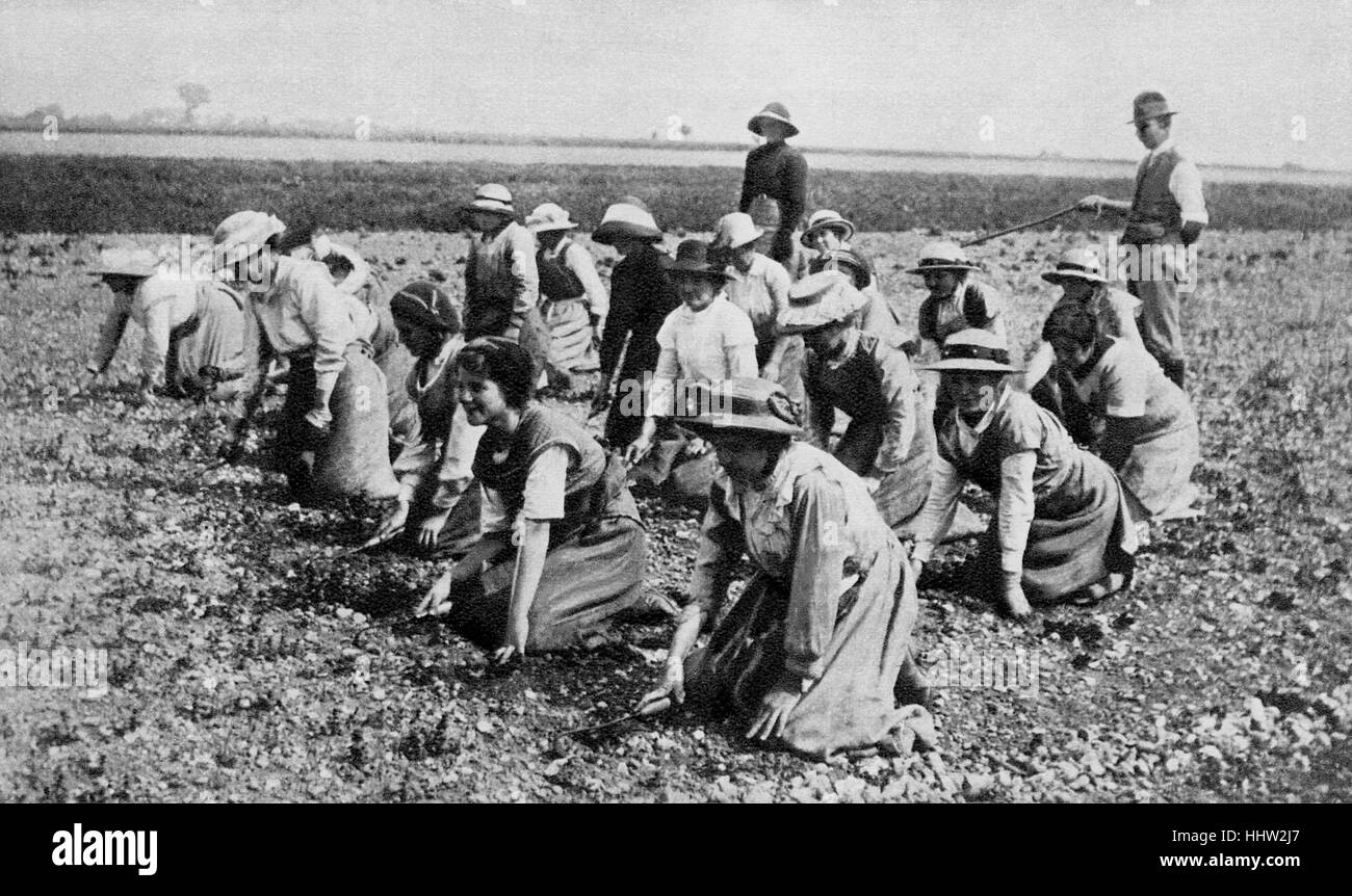 Filles de terres au travail dans une ferme. Première Guerre mondiale, 1916 Banque D'Images