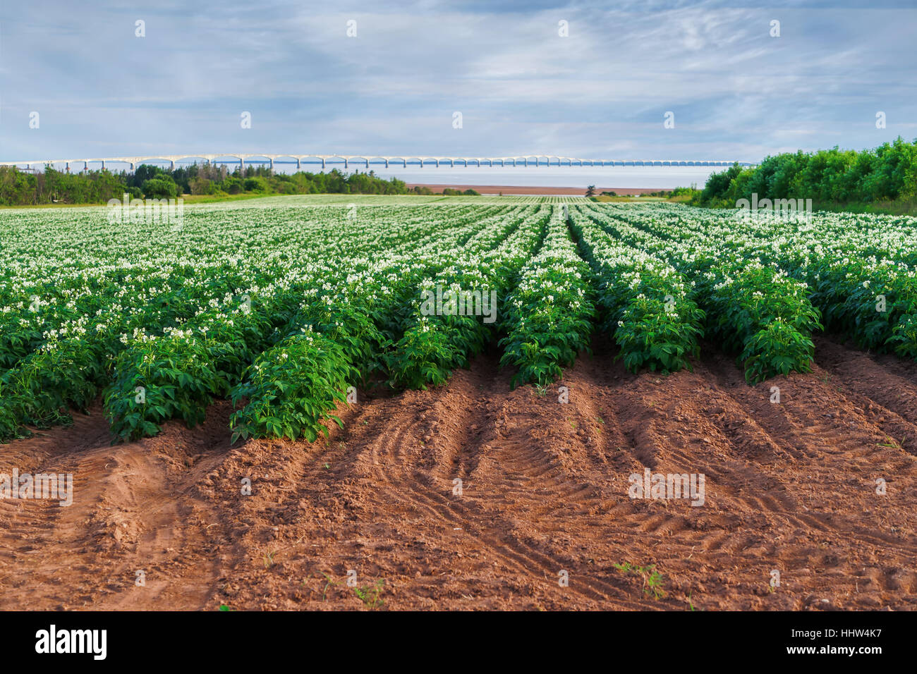 Lignes de la floraison des plants de pommes de terre dans un champ de pommes de terre de l'île avec le Pont de la Confédération dans l'arrière-plan lointain. Banque D'Images
