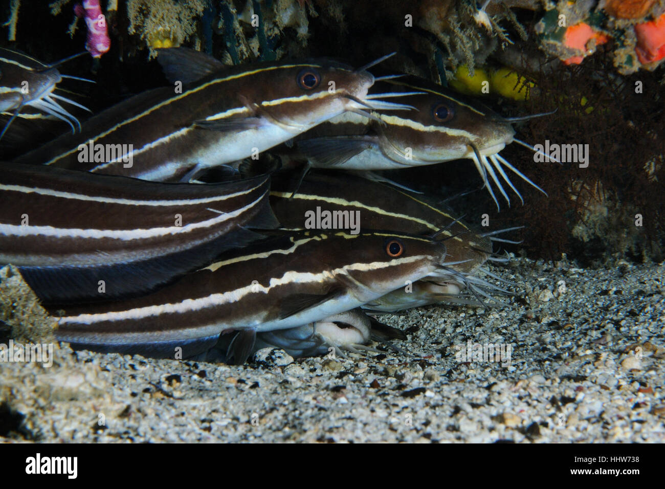 Groupe d'anguille est le poisson-chat rayé réunis sous le corail, Puerto Galera, Philippines Banque D'Images