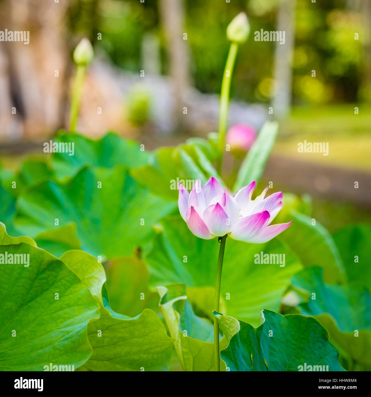 Photo gros plan de la fleur de lotus Banque D'Images