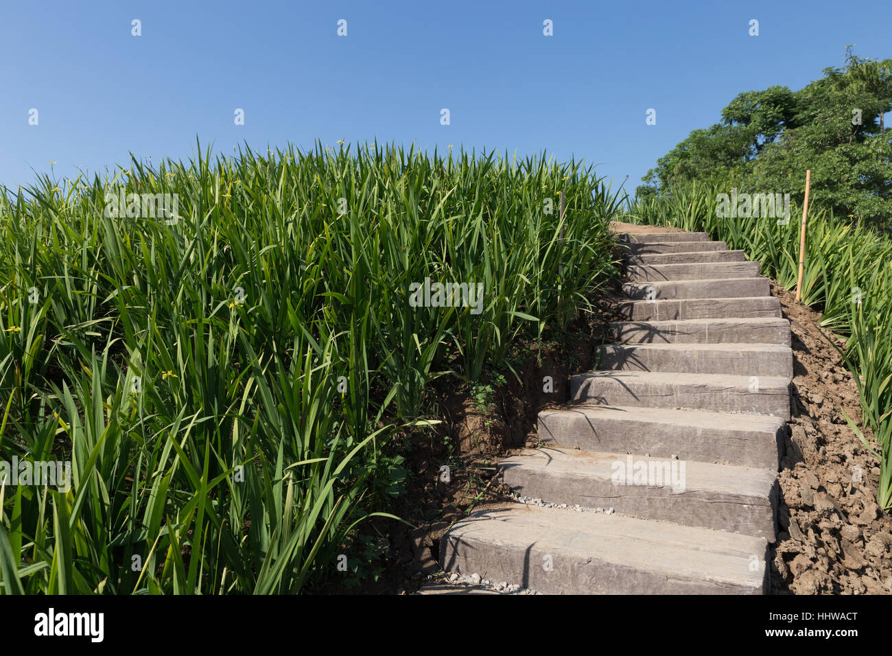 Les escaliers, escalier, escaliers étape et bush en jardin Banque D'Images