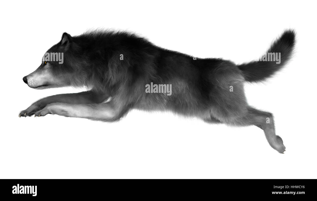 Le rendu 3D d'un Loup gris isolé sur fond blanc Banque D'Images
