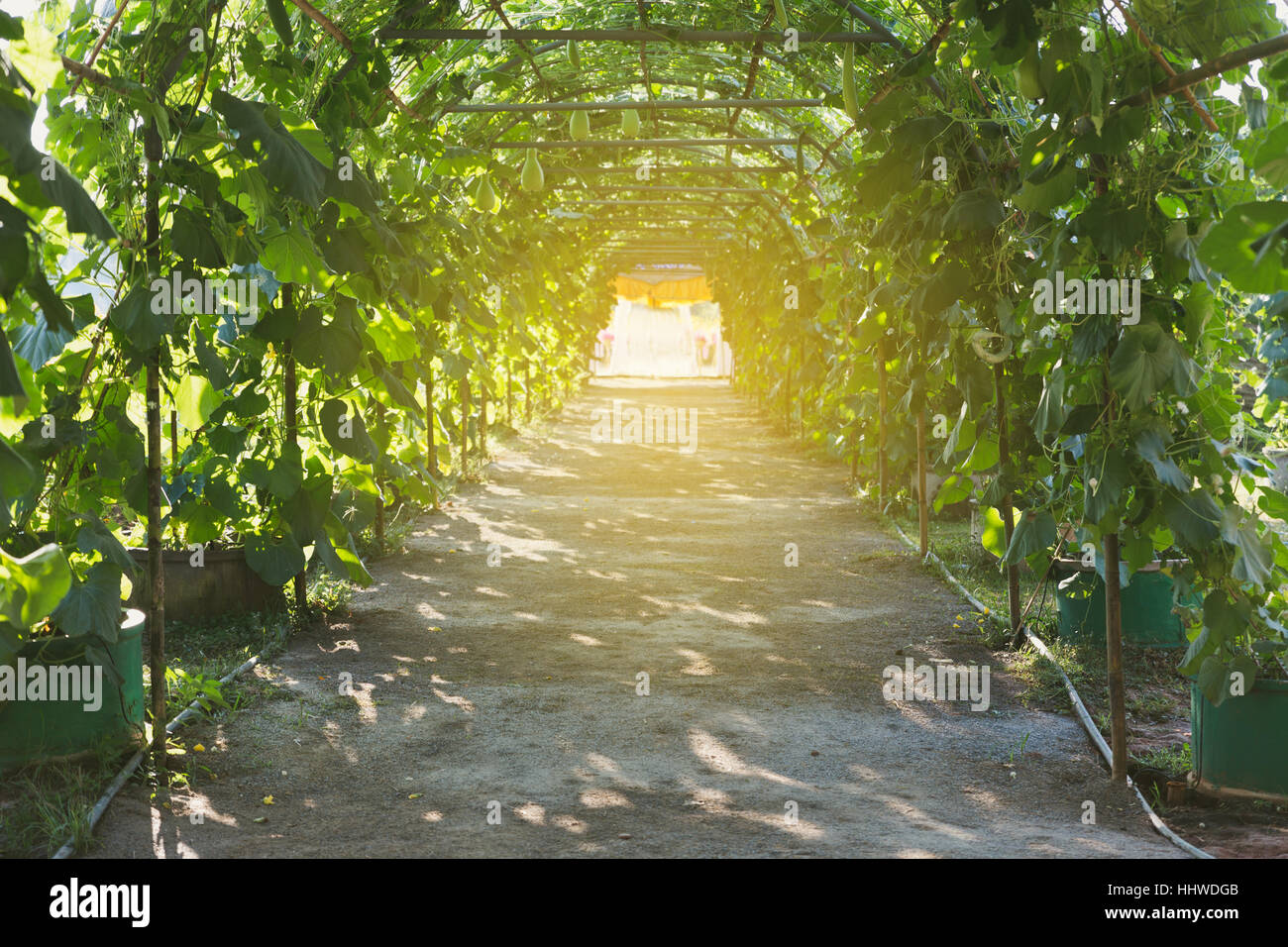 Calebasse, gourde, gourde, gourde fleurie Fleurs blanc gourd, fruits et arbres du jardin Banque D'Images