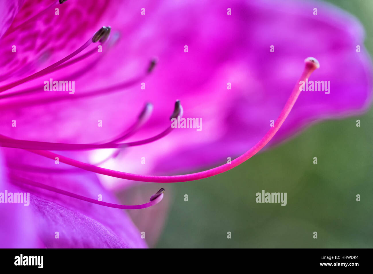 Arbre orchidée pourpre Bauhinia fleur sur fond flou, choisis focus macro shot Banque D'Images