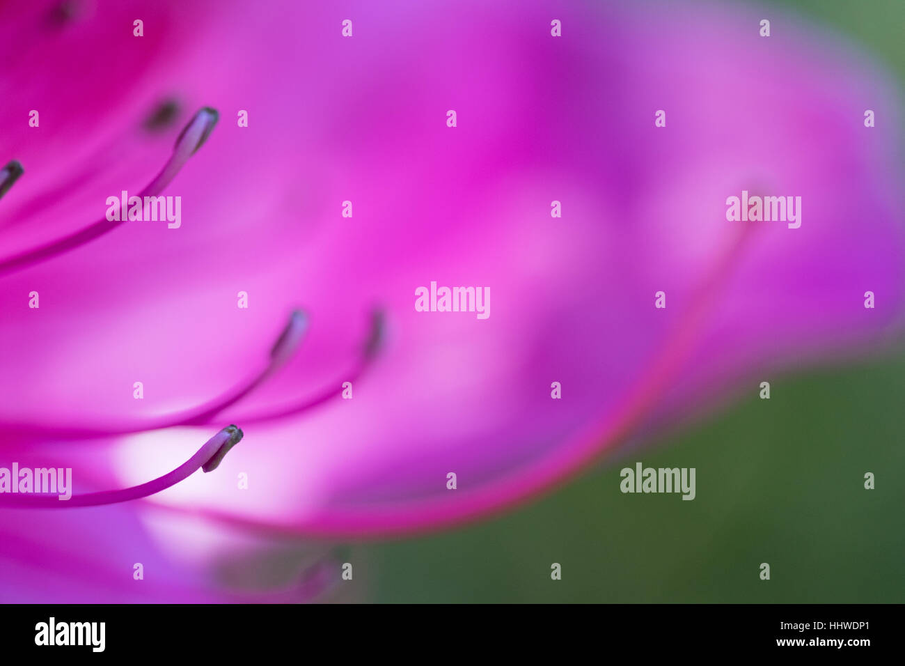 Arbre orchidée pourpre Bauhinia fleur sur fond flou, soft focus macro shot Banque D'Images