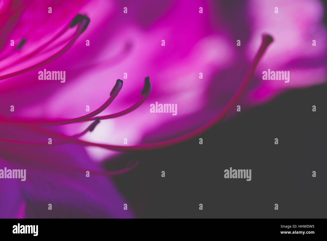 Arbre orchidée pourpre Bauhinia fleur sur fond flou, soft focus macro shot Banque D'Images