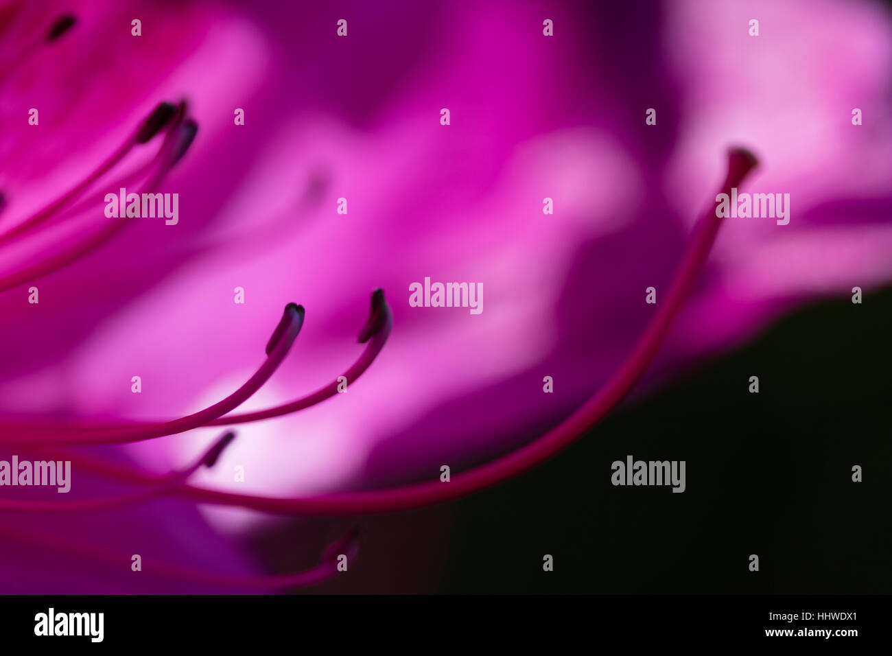 Arbre orchidée pourpre Bauhinia fleur sur fond flou, soft focus macro shot Banque D'Images