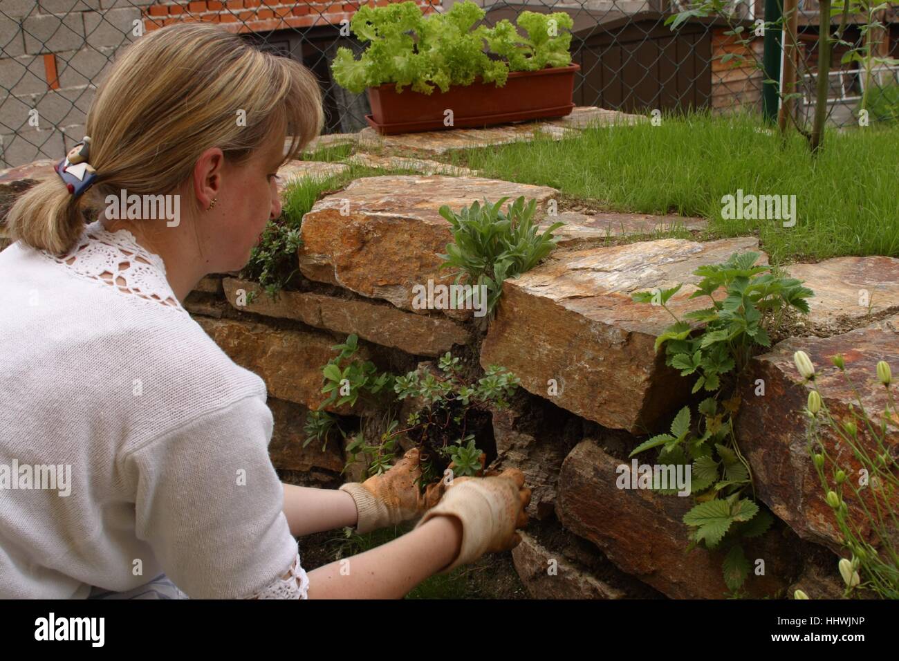 Les femmes de mettre les plantes à une obstruction dans le jardin Banque D'Images