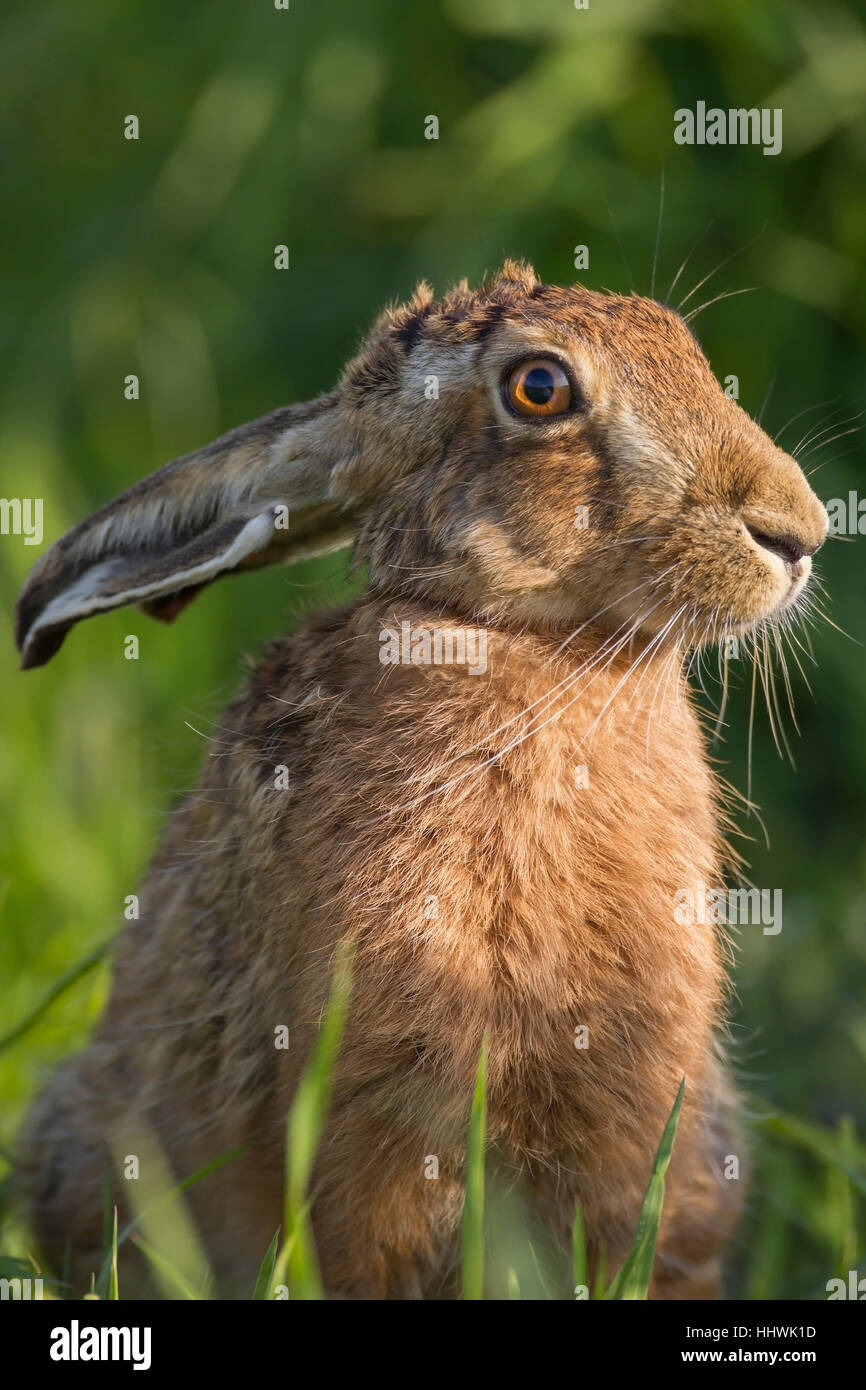 Lièvre brun (Lepus europaeus) avec les oreilles, Suffolk, Angleterre, Royaume-Uni Banque D'Images