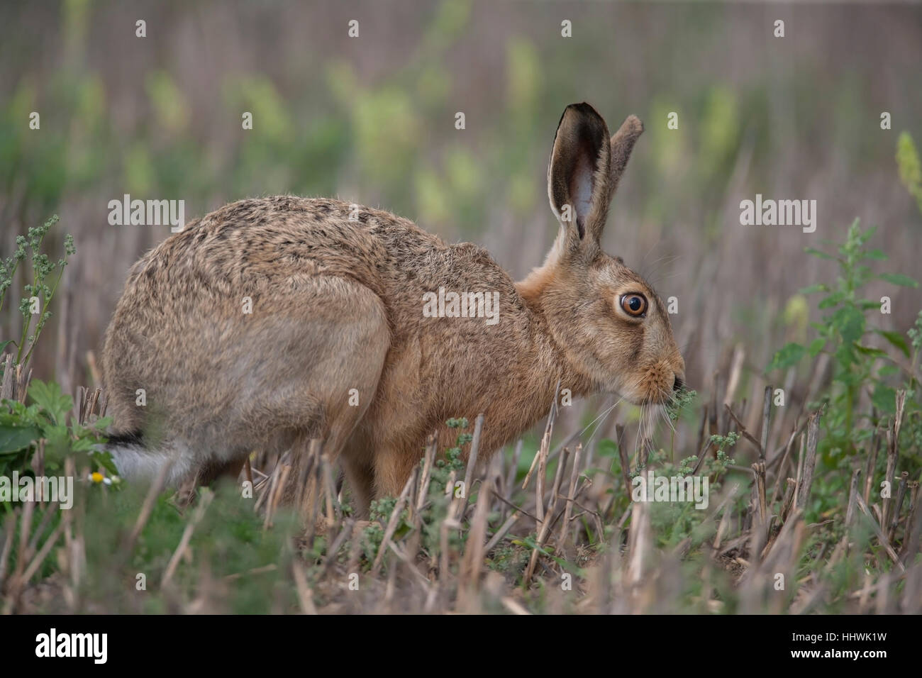 Lièvre brun (Lepus europaeus) l'alimentation, dans un champ, Suffolk, Angleterre, Royaume-Uni Banque D'Images
