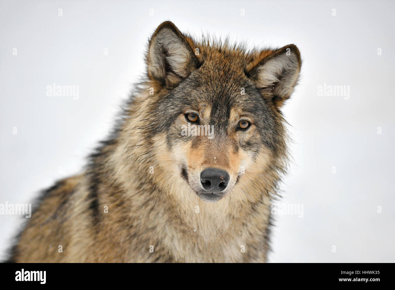 Loup de l'Est (Canis lupus lycaon) dans la neige, captive, portrait ...