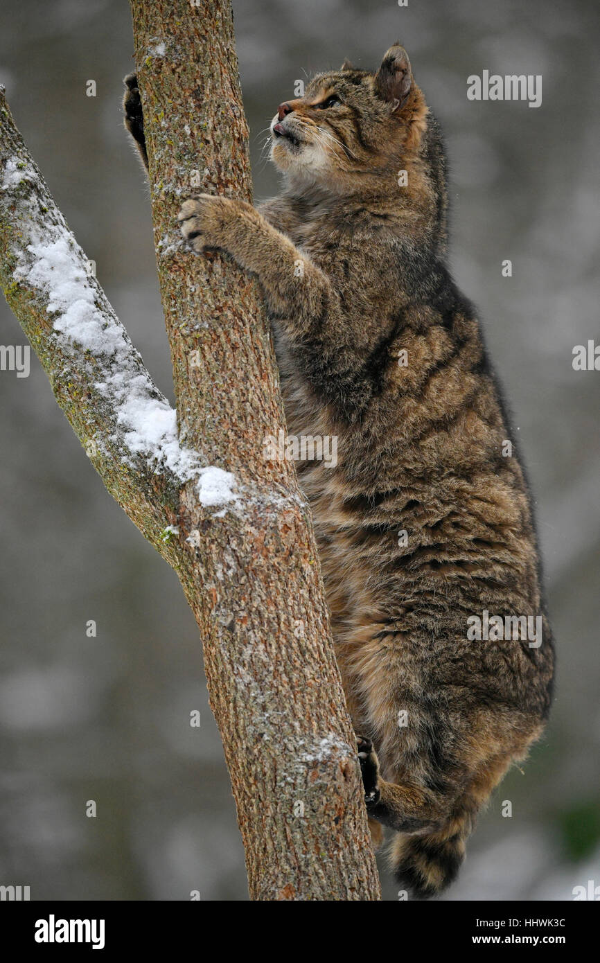 Chat sauvage (Felis silvestris) climbing tree, hiver, captive Banque D'Images