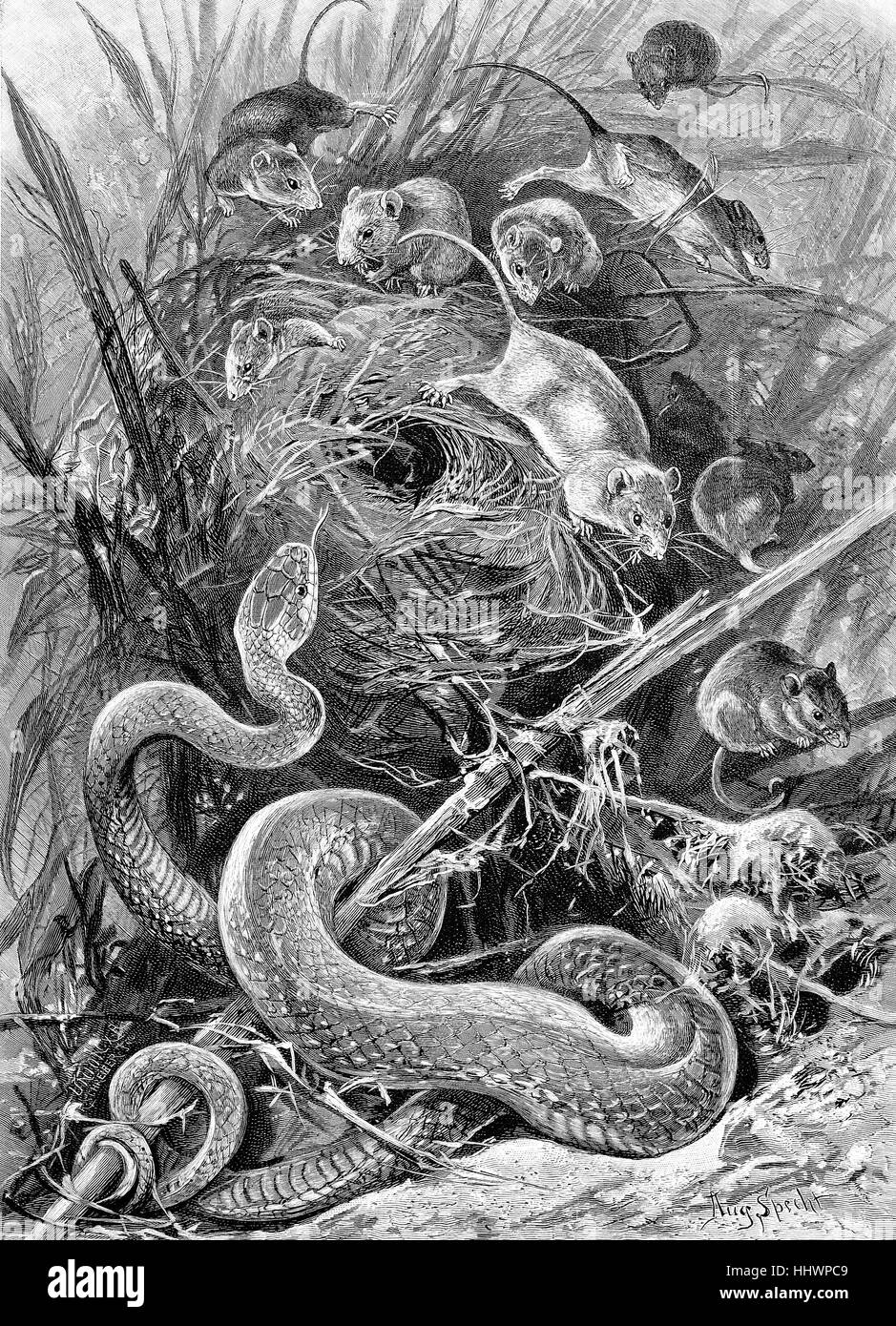 L'Esculape Zamenis longissimus, ; syn. : Elaphe longissima, au nid d'une famille naine, dessin original de Specht Août', image historique ou illustration, publié 1890, l'amélioration numérique Banque D'Images