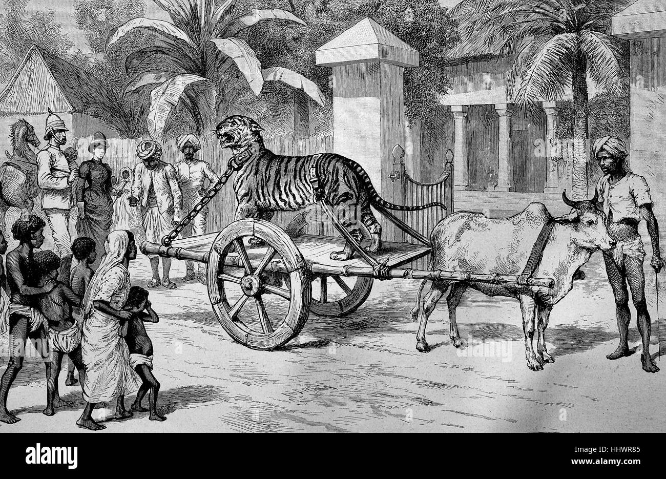 Une chaîne, capturé tiger est conduit sur une voiture par la route, l'Inde, l'image historique ou illustration, publié 1890, l'amélioration numérique Banque D'Images