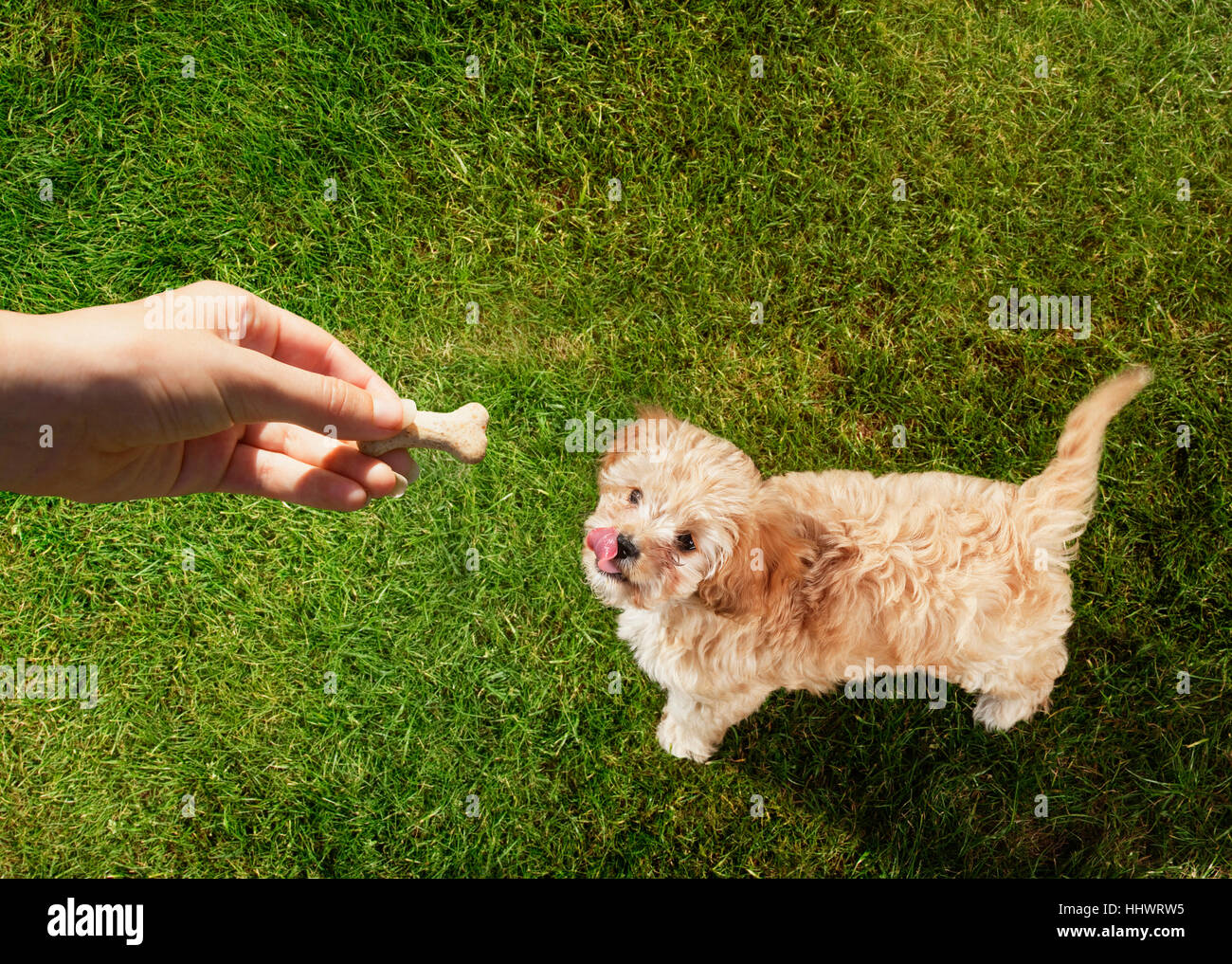 Point de vue personnel holding propriétaire de l'animal chien traiter plus de lécher les lèvres dans l'herbe Banque D'Images