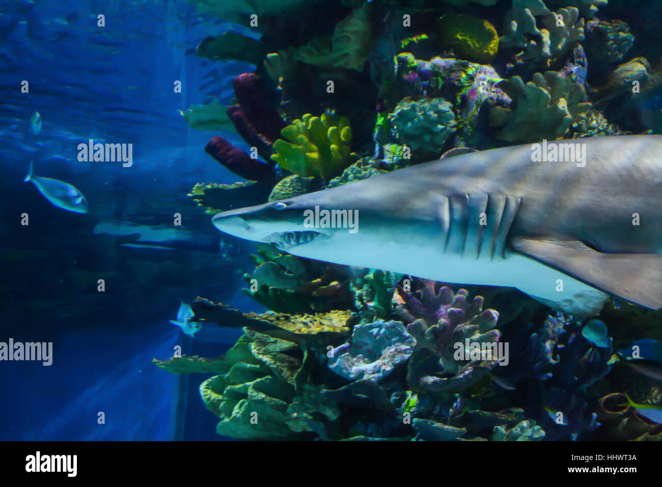 Dangereux requin mortelle dans akvarium. Banque D'Images