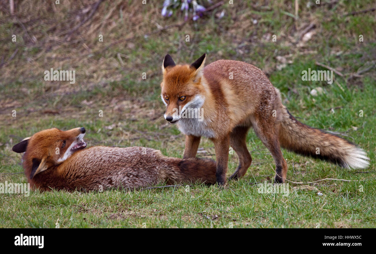 Deux renards roux (Vulpes vulpes) jouant Banque D'Images