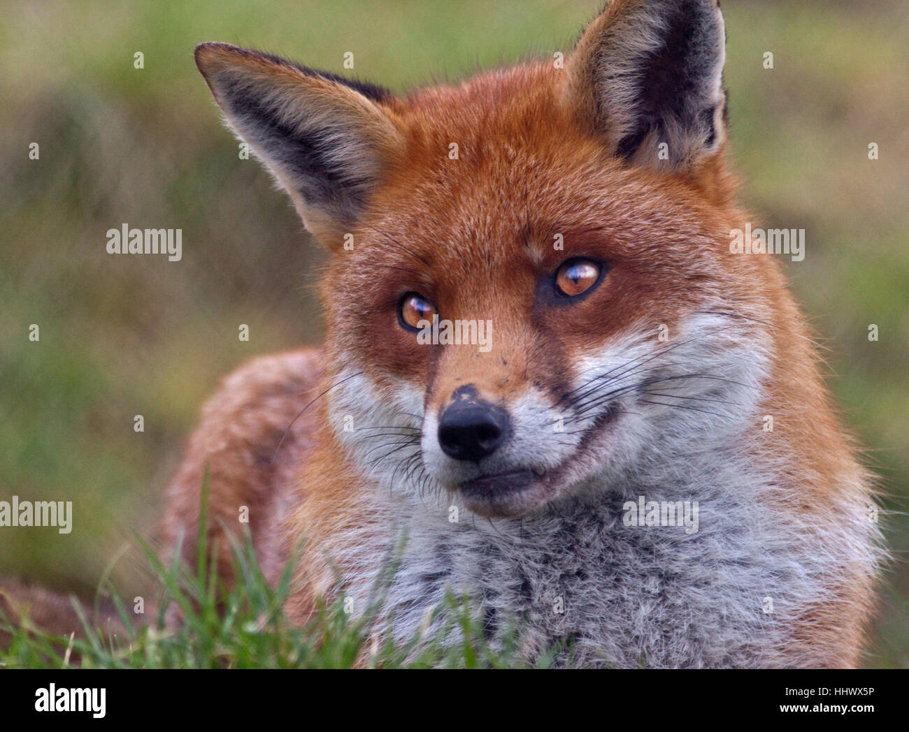 European Red Fox (Vulpes vulpes) Banque D'Images