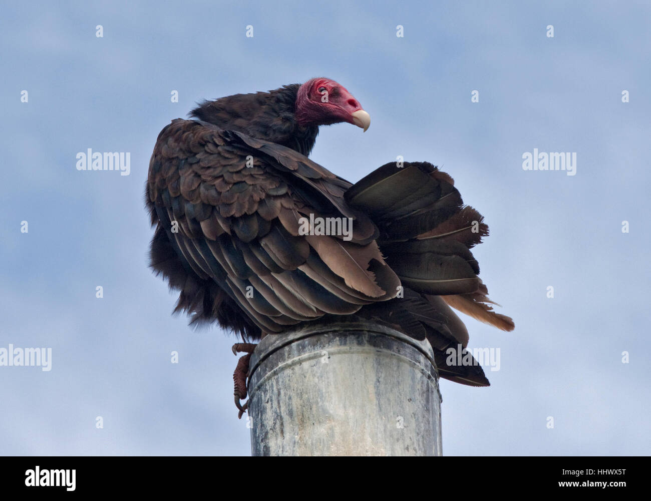 Urubu à tête rouge (Cathartes aura) au-dessus de cheminée, West Point Island, Îles Falkland Banque D'Images