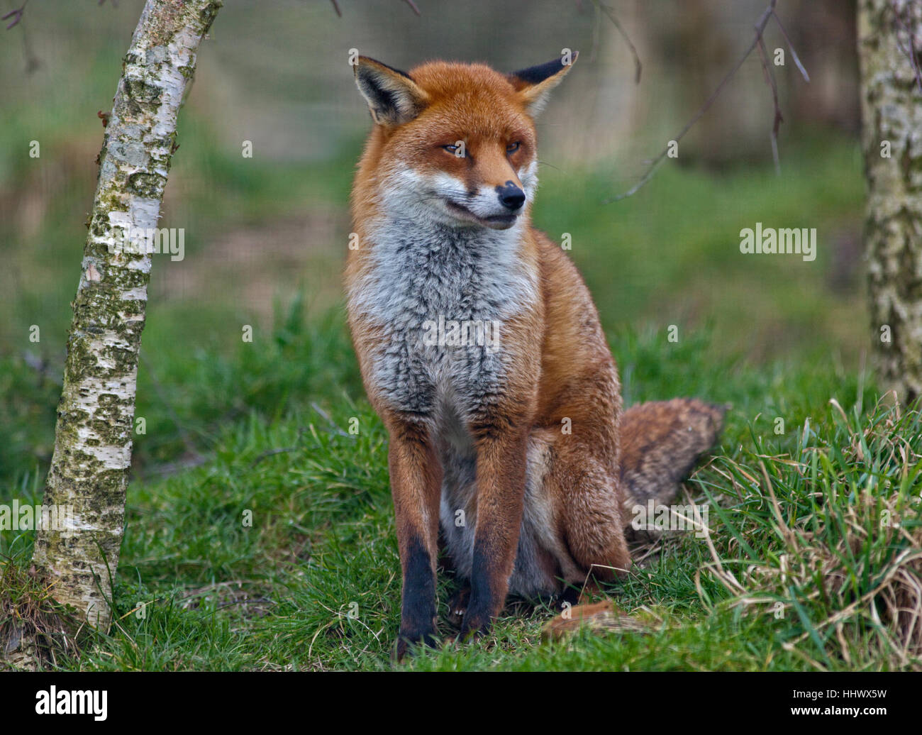 European Red Fox (Vulpes vulpes) Banque D'Images