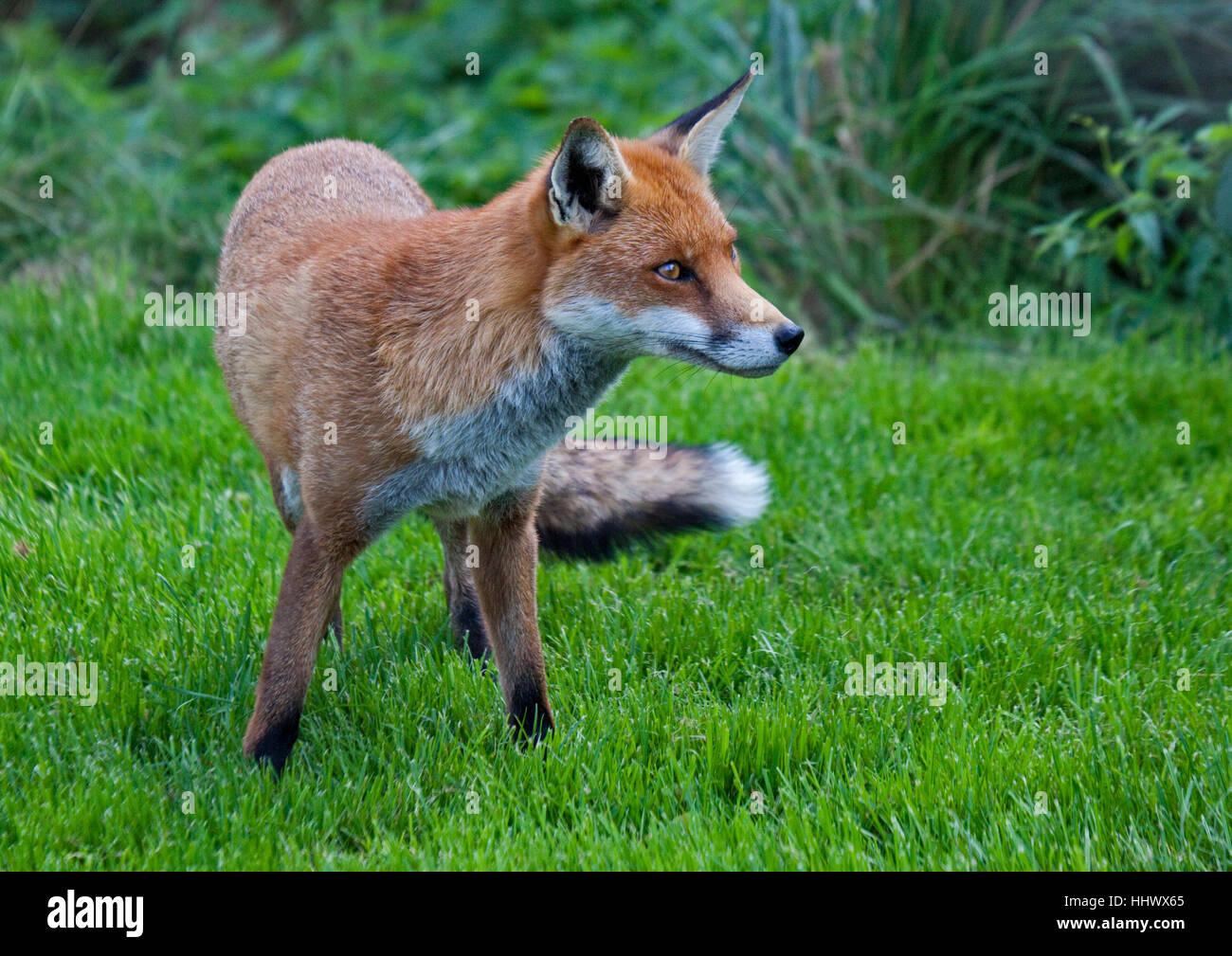 European Red Fox (Vulpes vulpes) Banque D'Images