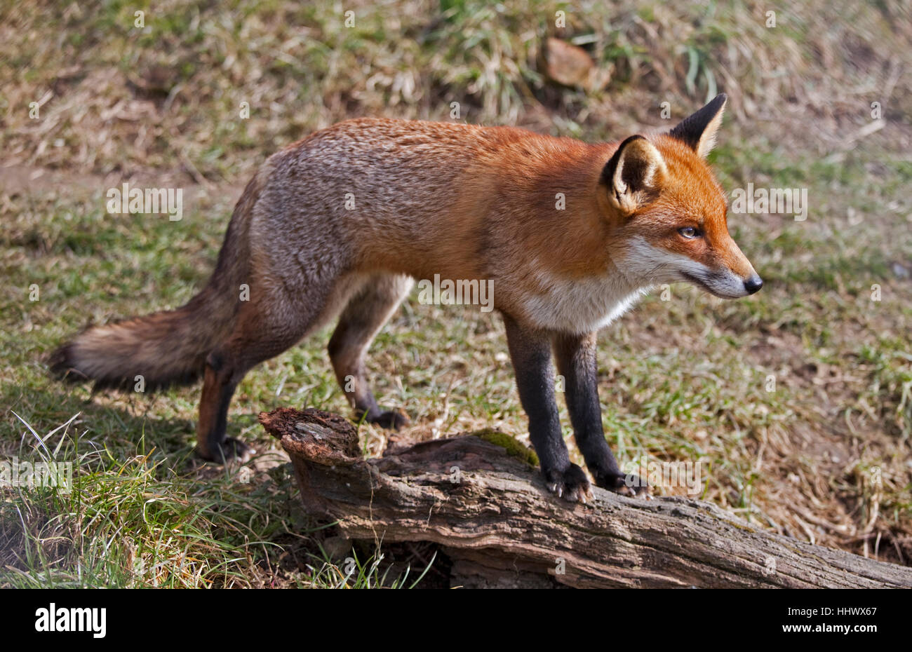 European Red Fox (Vulpes vulpes) Banque D'Images