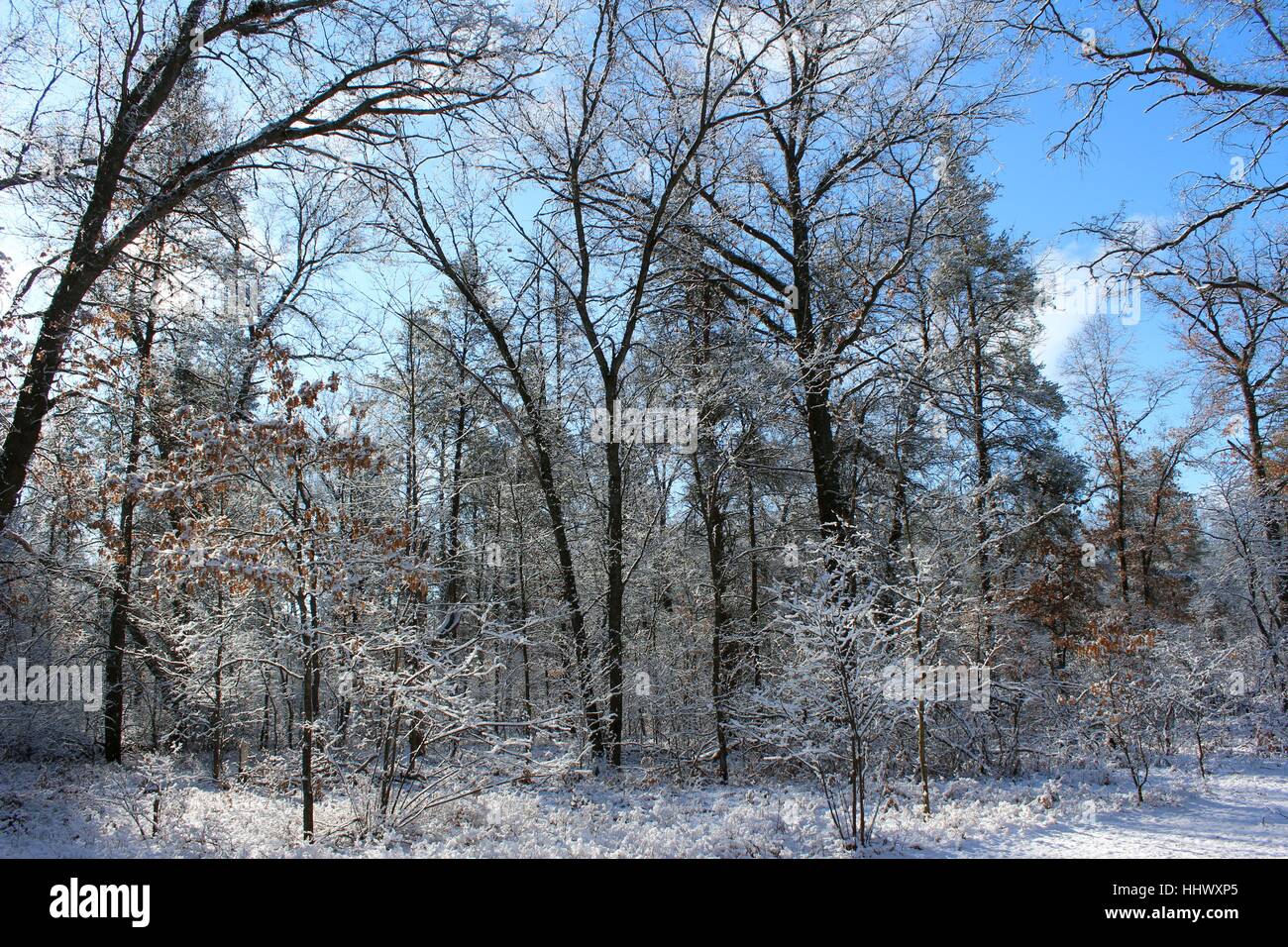 Le ciel s'efface dès que l'un d'hiver dernières neiges dans le Michigan Woods Banque D'Images