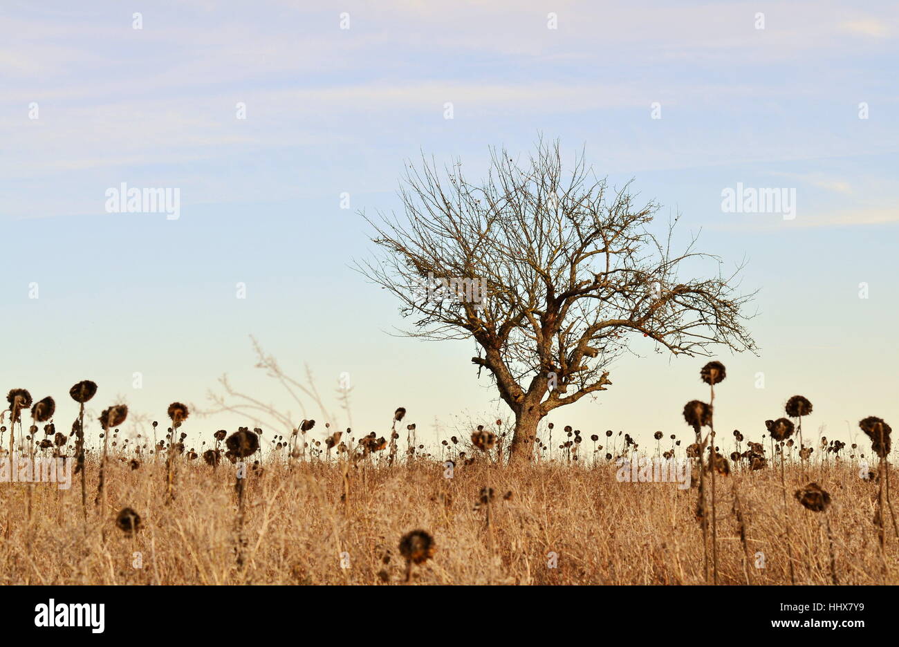 Arbre aux fleurs d'été flétri Banque D'Images