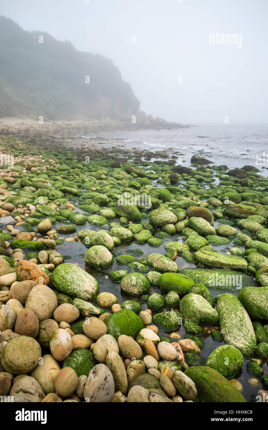 Cailloux ronds, des roches et des rochers sur la rive à Hayburn Wyke, sur la côte de North Yorkshire, Angleterre. Banque D'Images