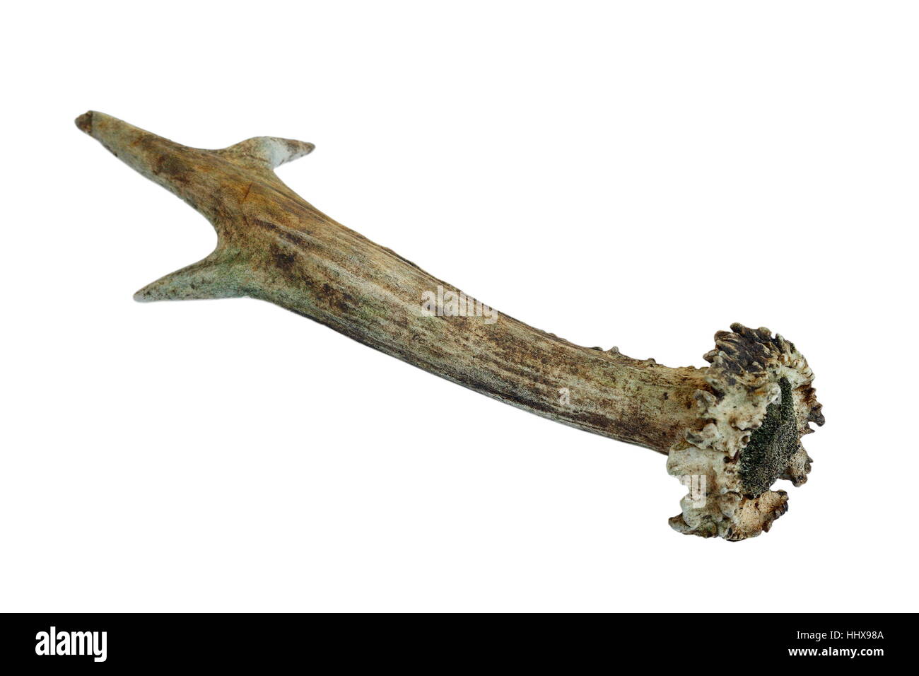 Les chevreuils vieille corne isolé sur fond blanc Banque D'Images
