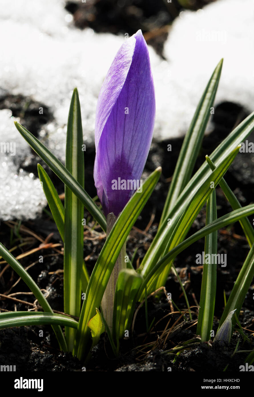 Fleur de Crocus dans la neige Banque D'Images