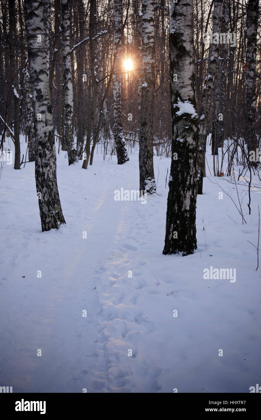 Soleil d'hiver dans la forêt Banque D'Images