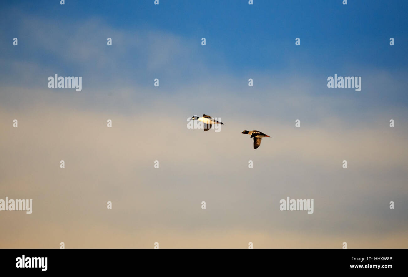 Golden Eye canards battant au cours de l'hiver. Banque D'Images