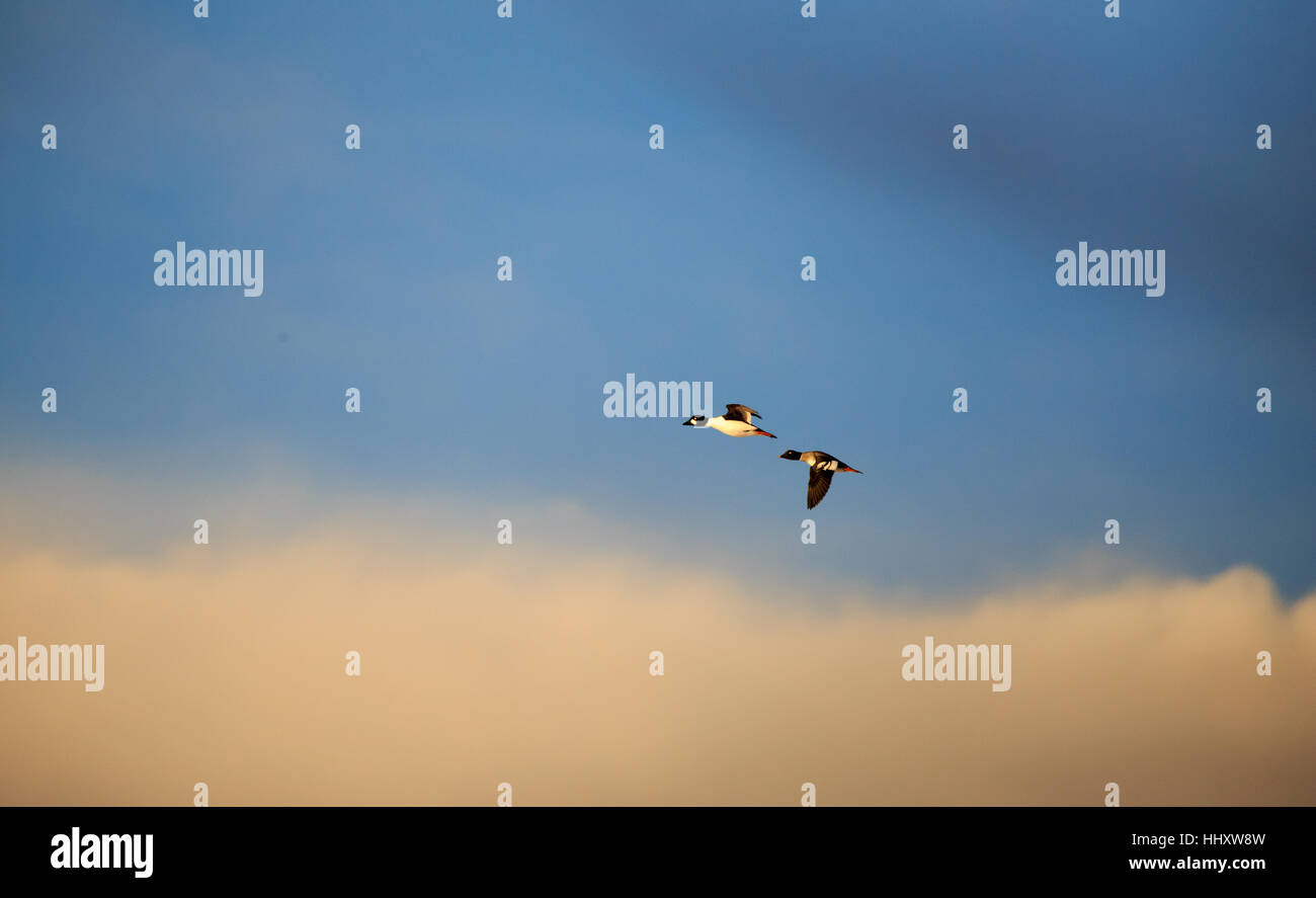 Golden Eye canards battant au cours de l'hiver. Banque D'Images