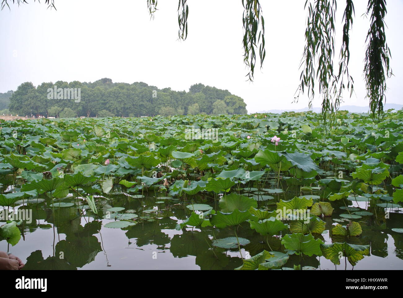 Étang de lotus dans l'Est de la Chine Banque D'Images
