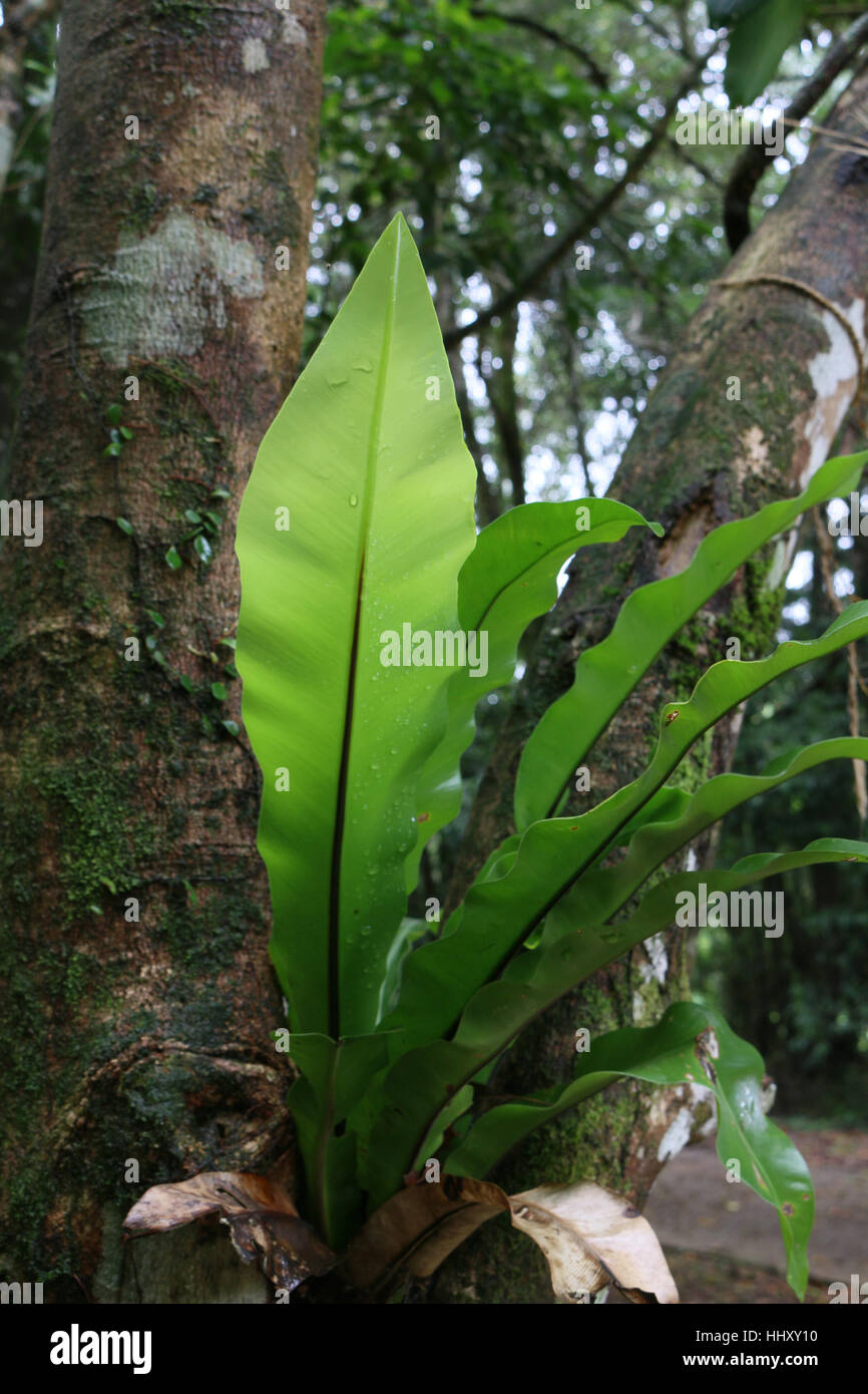 Les oiseaux nichent fougères épiphytes poussant dans une forêt pluviale subtropicale Banque D'Images