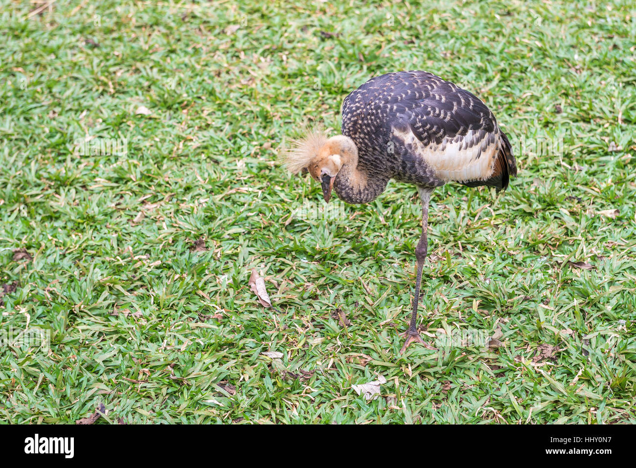 La grue couronnée grise posant d'oiseaux au Brésil, l'exotisme des animaux d'afrique Banque D'Images