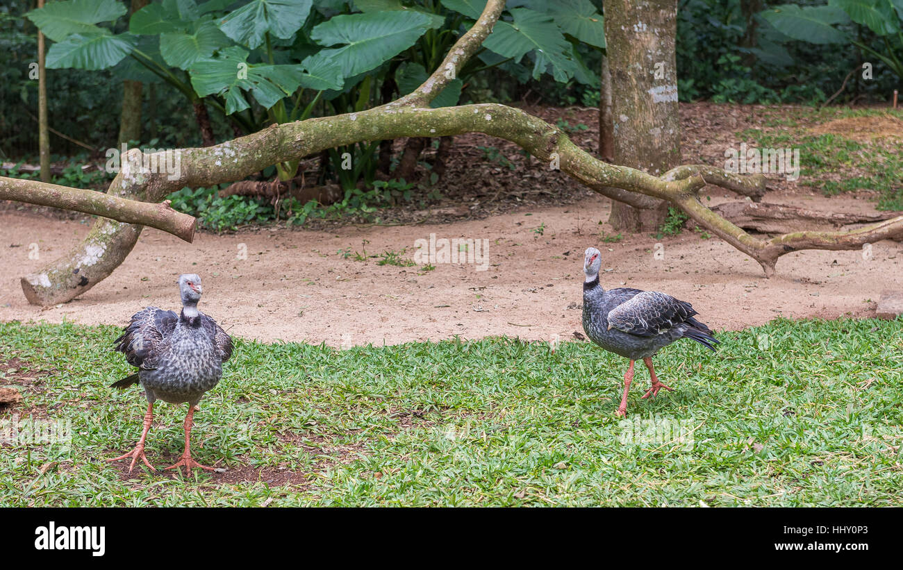 La grue couronnée grise posant d'oiseaux au Brésil, l'exotisme des animaux d'afrique Banque D'Images