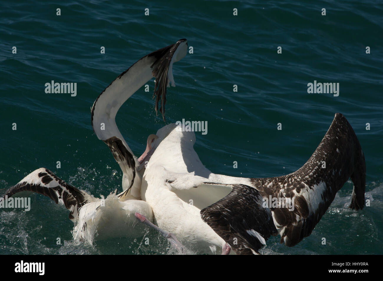 Observé par les ornithologues deux combats pour l'alimentation des albatros hurleurs oin l'océan Pacifique près de la côte de Kaikoura en Nouvelle Zélande. Banque D'Images